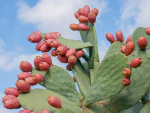 🌵Surprising Prickly Pear Benefits🌵